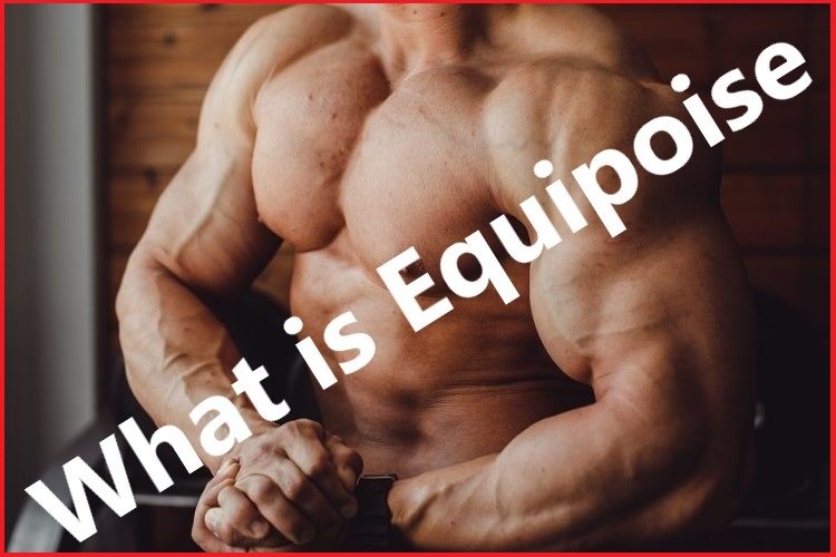 Articles Image What is Equipoise? Articles Image What is Equipoise?