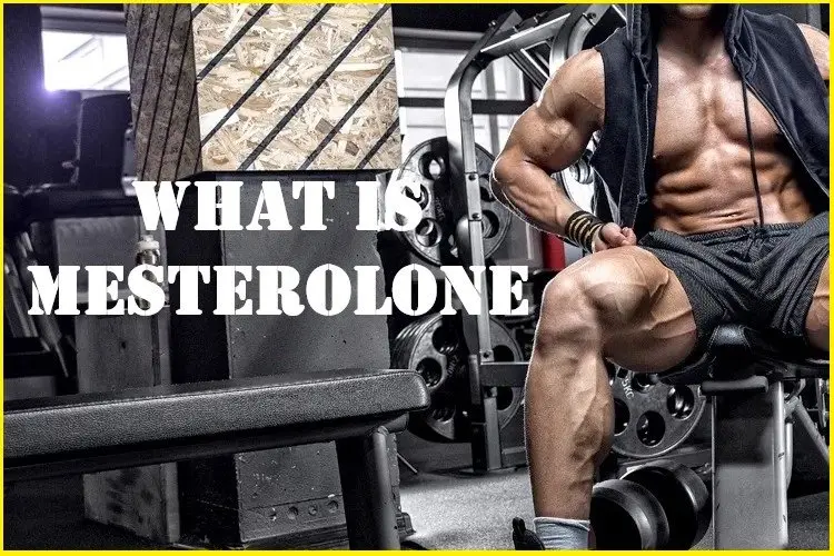 What is Mesterolone?