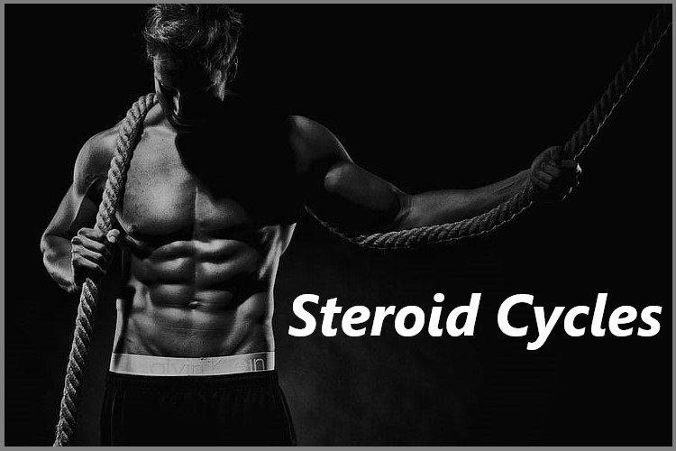 Steroid Cycles