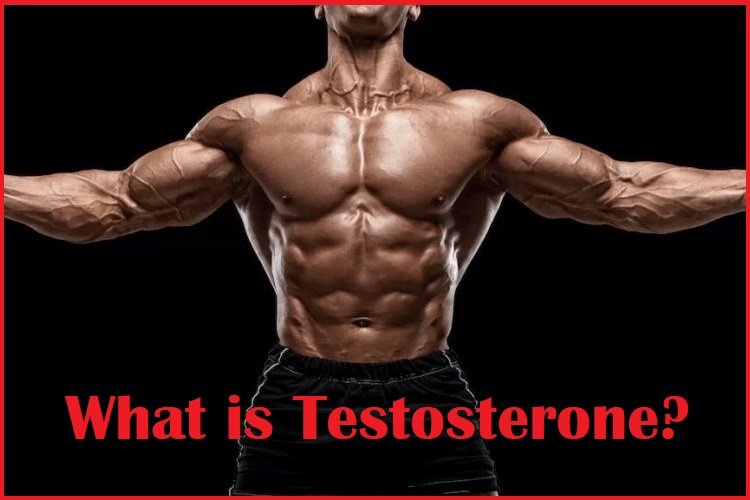 What is Testosterone?