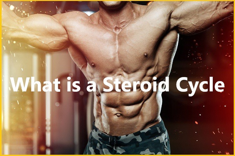 What is a Steroid Cycle